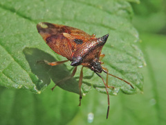 Elasmucha ferrugata