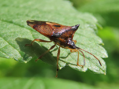 Elasmucha ferrugata