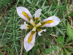 Iris unguicularis cretensis