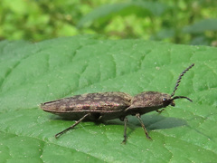 Actenicerus siaelandicus