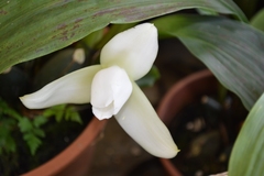 Lycaste virginalis