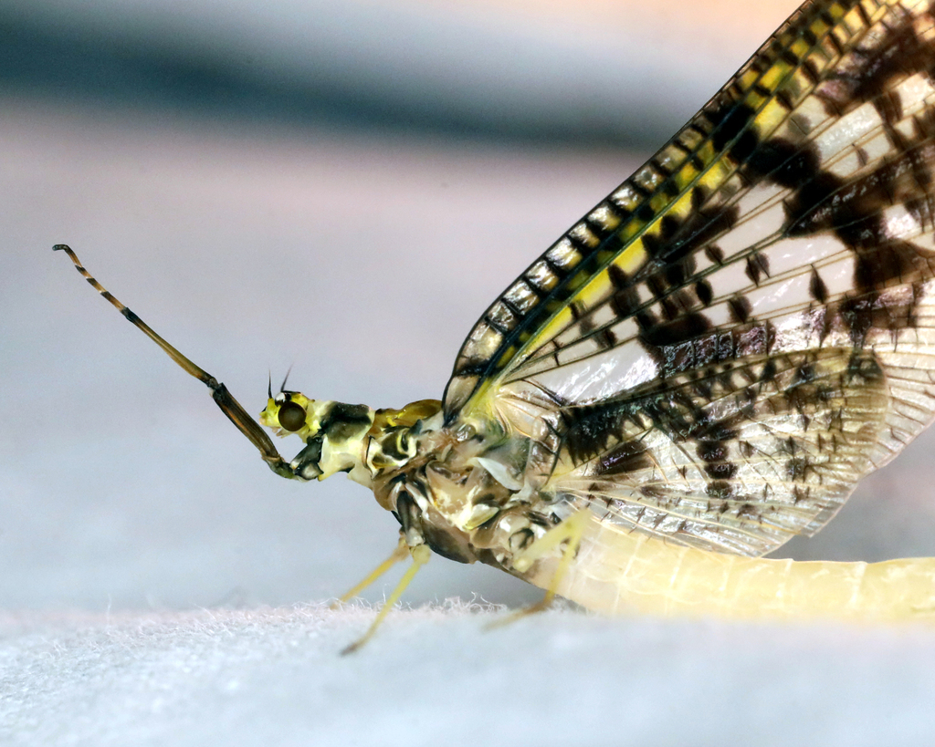 Burrowing Mayflies from McLean, NY 13102, USA on May 23, 2024 at 09:47 ...