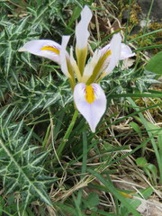 Iris unguicularis cretensis