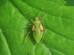Dryophilocoris flavoquadrimaculatus