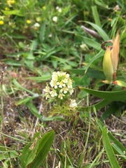 Triphysaria floribunda