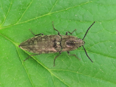 Actenicerus siaelandicus