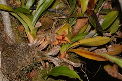 Maxillaria elatior