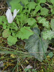 Cyclamen creticum