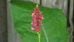 Persicaria maculosa