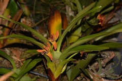 Maxillaria elatior