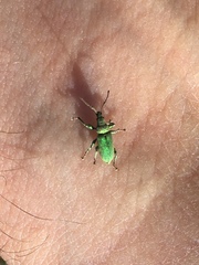 Phyllobius maculicornis