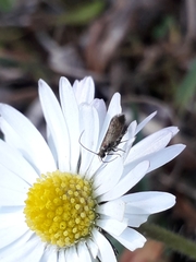 Micropterix calthella