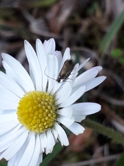 Micropterix calthella