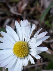 Micropterix calthella