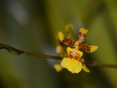 Oncidium sphacelatum