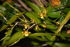 Oncidium sphacelatum