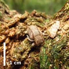 Aerenea flavolineata