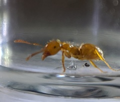 Acanthomyops