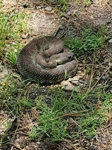 iNaturalist observation photo of Northern Pacific Rattlesnake