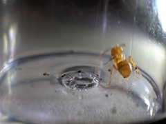 Acanthomyops