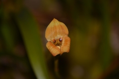 Maxillaria egertoniana