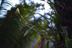 Maxillaria egertoniana