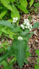 Parthenium integrifolium