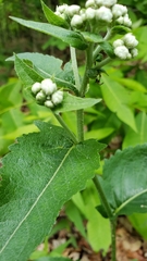 Parthenium integrifolium