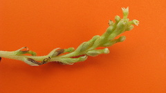 Discyphus scopulariae