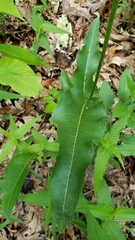 Parthenium integrifolium