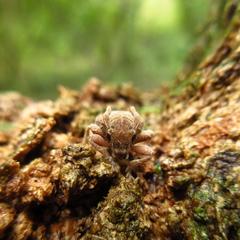 Aerenea flavolineata