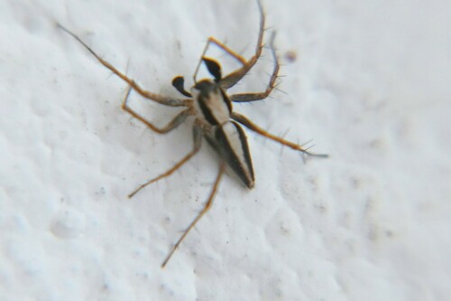 Oxyopes felinus