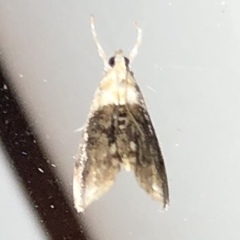 Lipocosmodes fuliginosalis