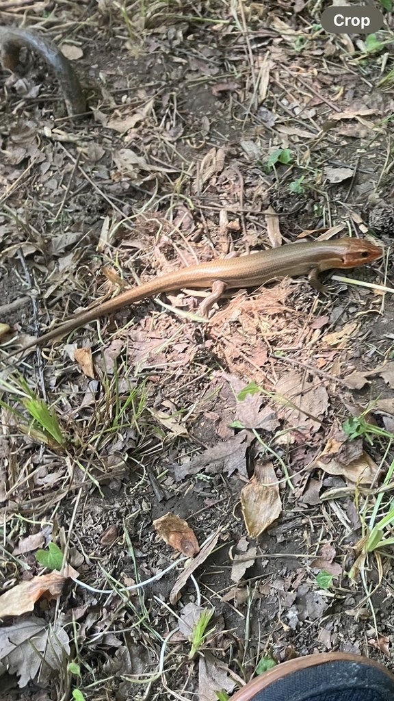 Broad-headed Skink from Elk Neck State Park, Earleville, MD, US on May ...