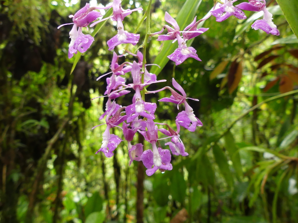 Epidendrum nanegalense