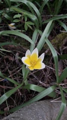 Tulipa urumiensis