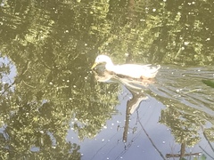 Anas platyrhynchos domesticus