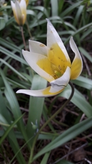 Tulipa urumiensis