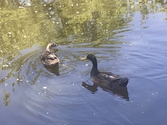 Anas platyrhynchos domesticus