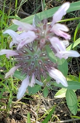 Monarda clinopodioides