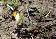 Anthocharis julia sulfuris