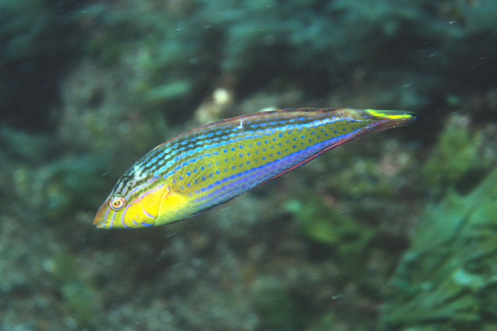 painted-rainbow-wrasse-from-raoul-island-on-november-5-2004-by-malcolm