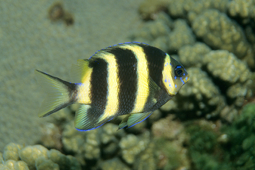 Kermadec scalyfin (Parma kermadecensis) — Pomacentridae