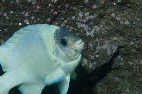 Kermadec scalyfin (Parma kermadecensis) — Pomacentridae — 4