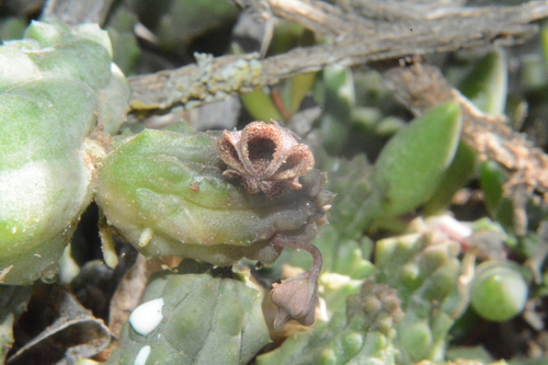 Pseudopectinaria malum Lavranos