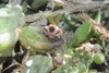 Pectinaria articulata - Photo (c) Andries Cilliers, some rights reserved (CC BY-NC), uploaded by Andries Cilliers
