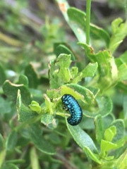 Trirhabda flavolimbata