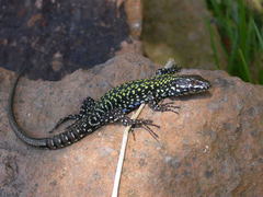 Podarcis muralis nigriventris