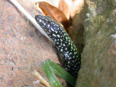Podarcis muralis nigriventris