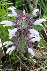 Monarda clinopodioides